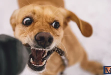 Louisiana Dog Bite Laws