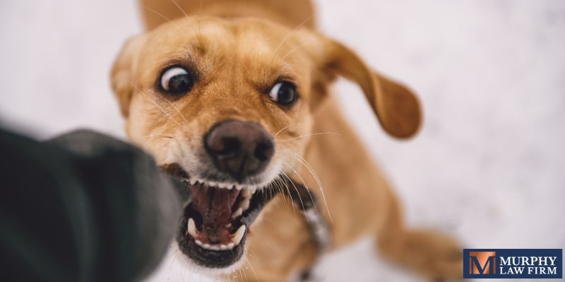 Louisiana Dog Bite Laws