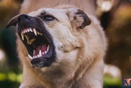 Average Dog Bite Settlement in Louisiana (2025)