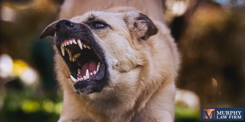 Average Dog Bite Settlement in Louisiana (2025)