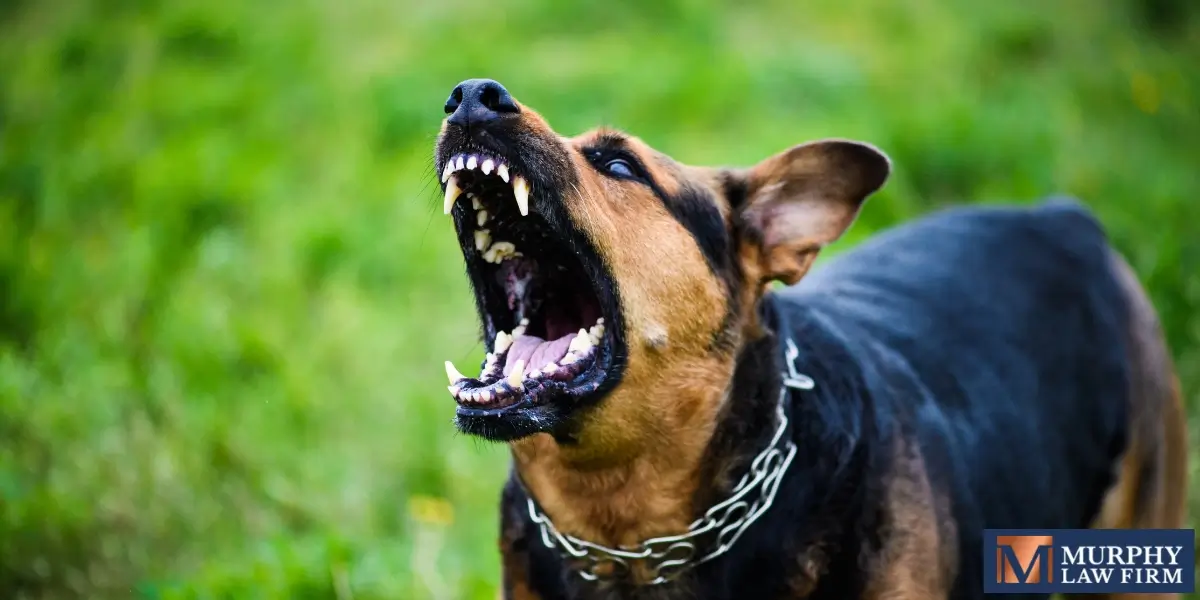 hire skilled prairieville dog bite lawyer hire skilled prairieville dog bite lawyer